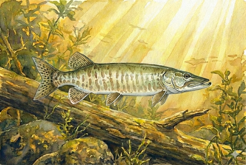 Muskellunge (Musky) Fishing Georgian Bay